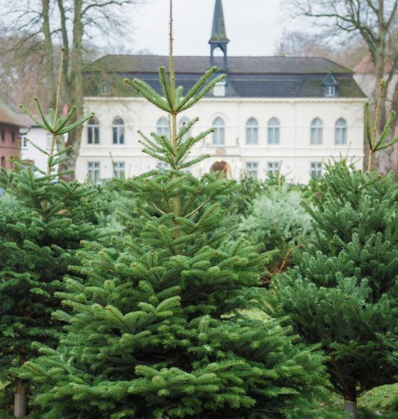 Gut_Loy_Weihnachtsbaumverkauf_01