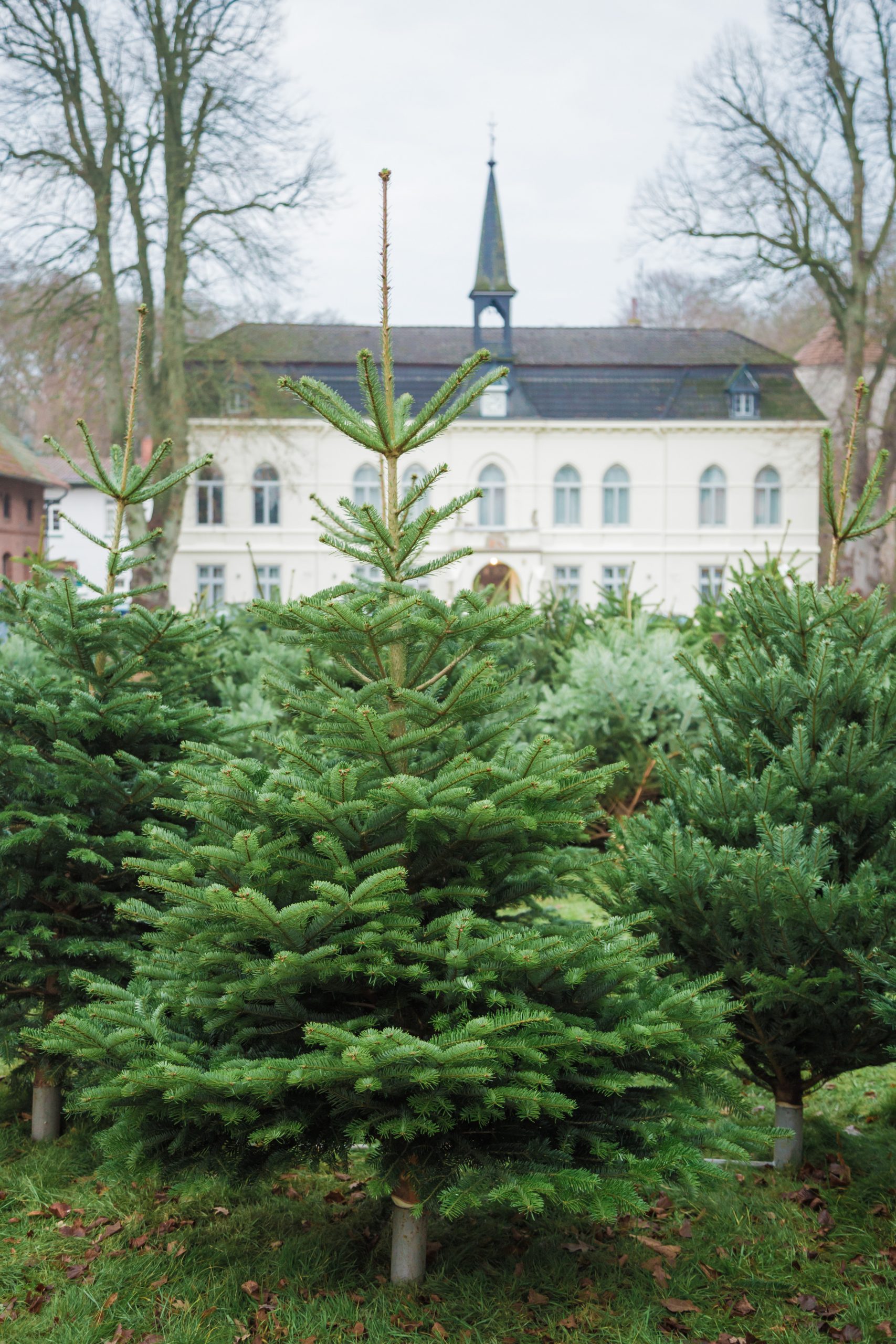 Gut_Loy_Weihnachtsbaumverkauf_01